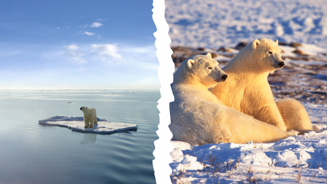 Polar bear population analysis presents balanced picture