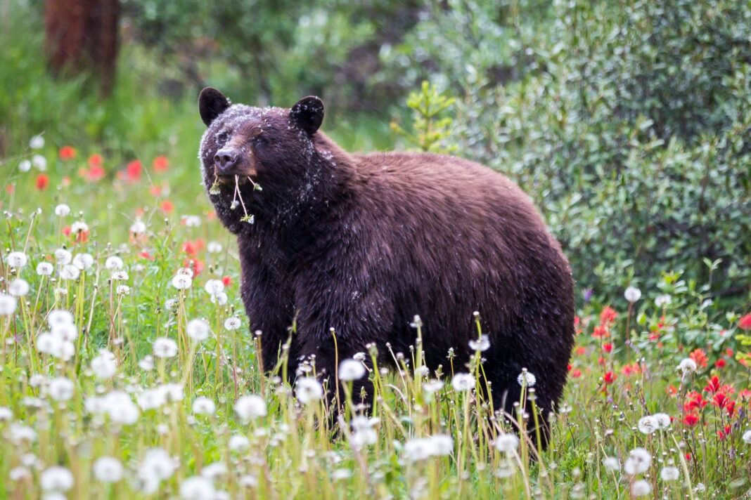 Weed + bears – when hiking high, is trouble bruin?