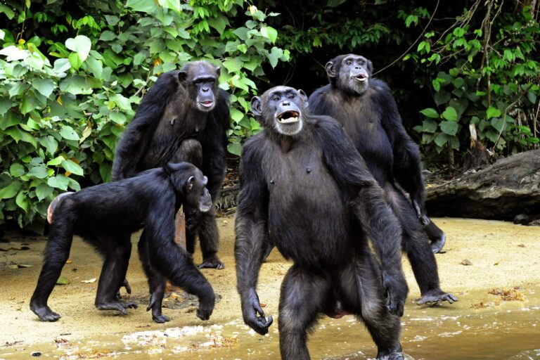 ‘Mini-brain’ cultures reveal how human brains outpace primate cousins 