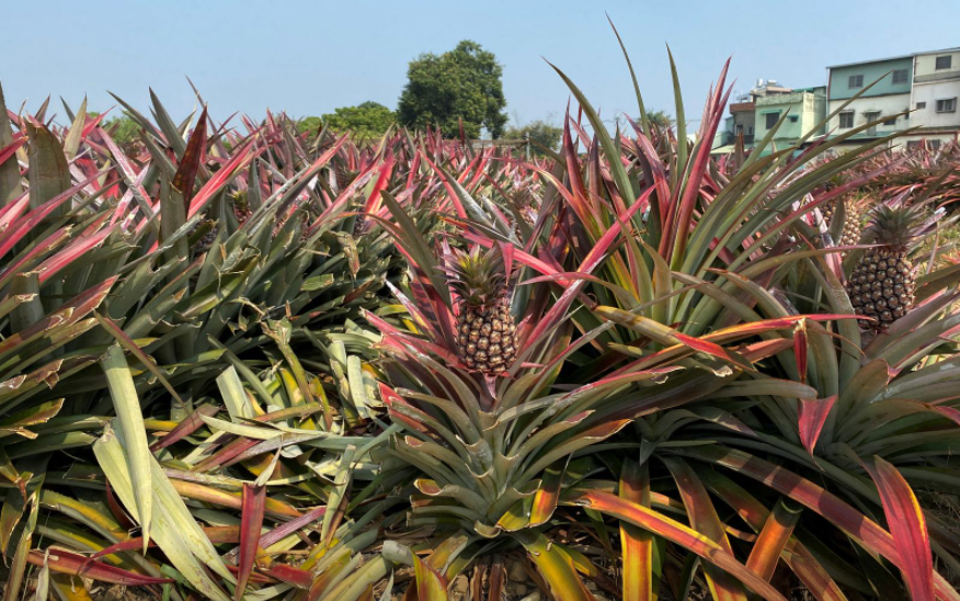 Taiwan and China fire salvos in pineapple war