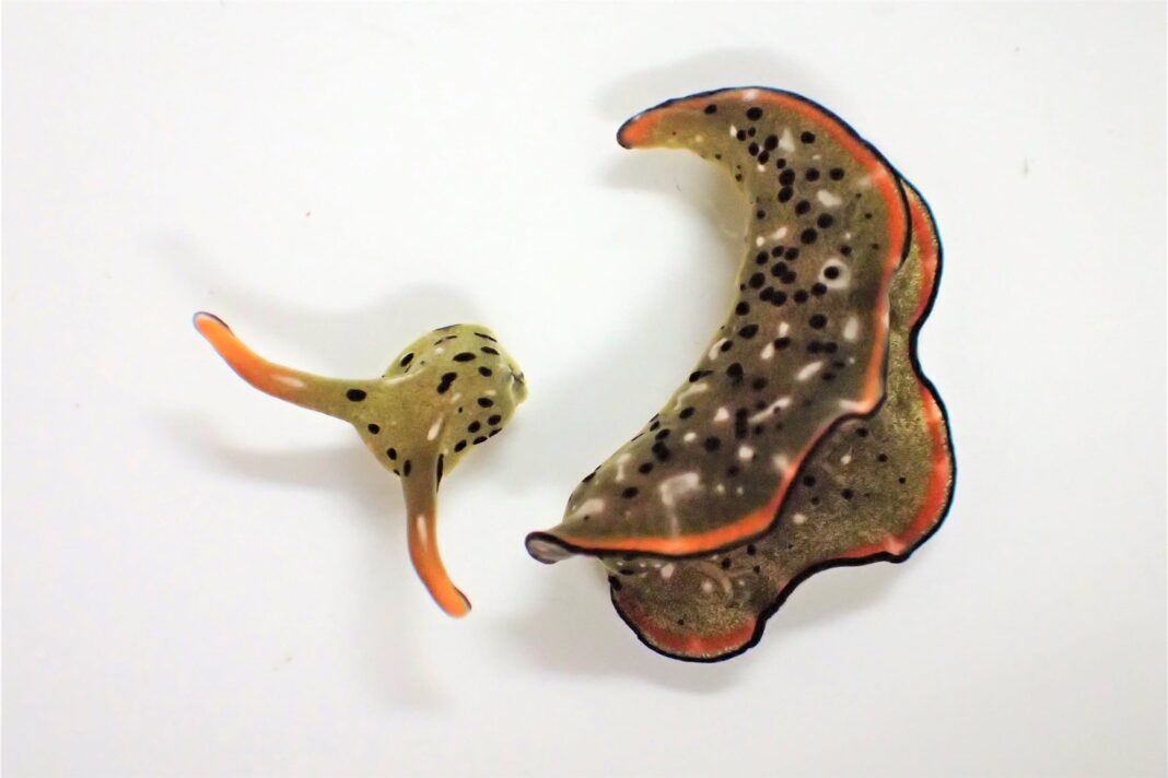 Doubleheader slugfest – sea slug loses its body and keeps living, twice