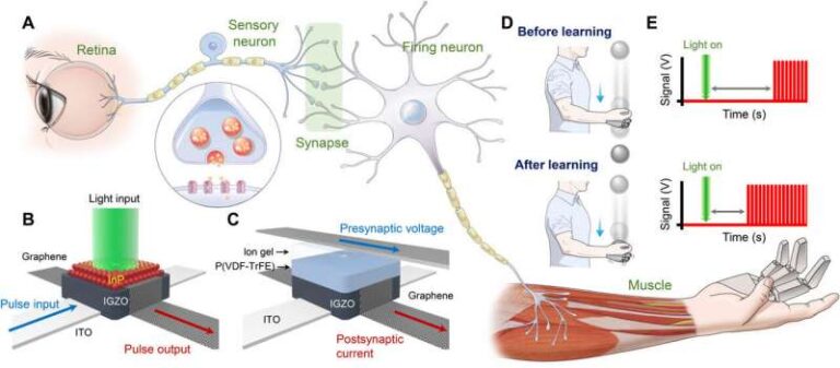 Artificial nervous system senses light to catch objects