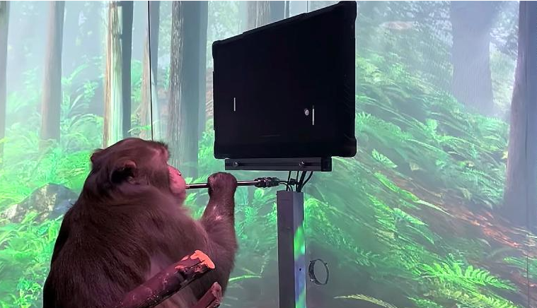 Neuralink video shows monkey playing game with thoughts