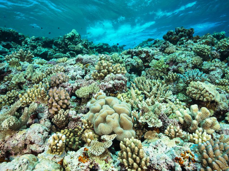 New study reveals genetic diversity among coral