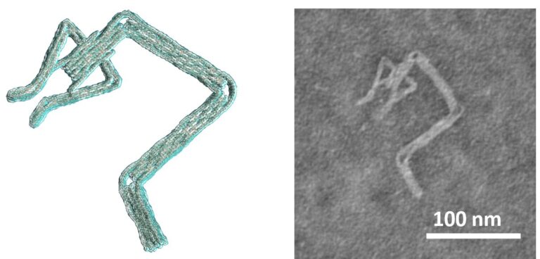 New software helps design complex DNA robots in minutes