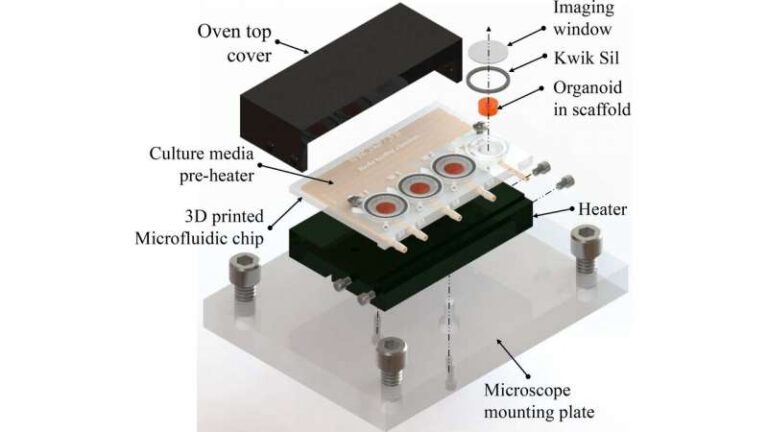 Scientists grow mini-brains in 3D printing system