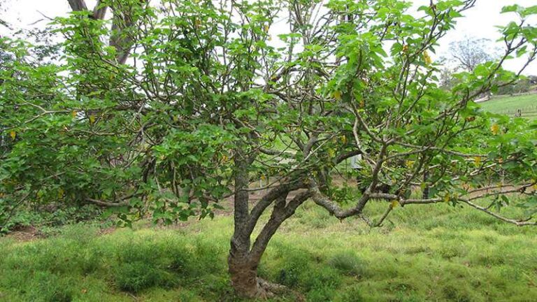 Synthesized shrub compound combats ‘undruggable’ cancer protein