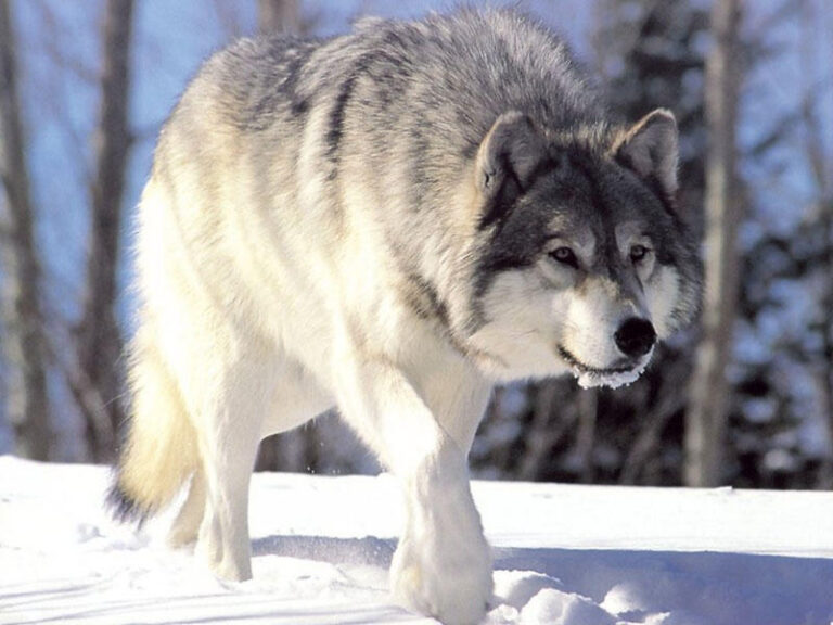 New study calls into question wolves’ big/bad reputation