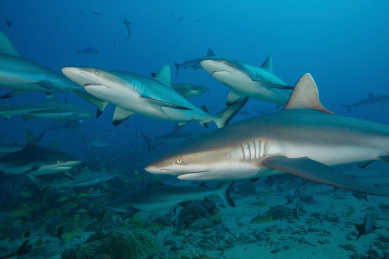 Sharks’ Tale: surf’s up for reefers