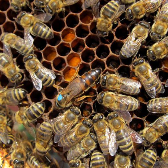 Honeybee workers make near-perfect clones of themselves