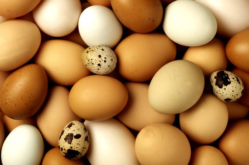 Researchers crack code to universal equation for egg shape