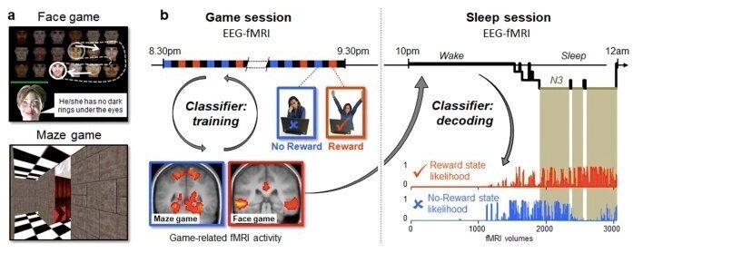 Sleep study shows rewarded life experiences are prioritized in brain