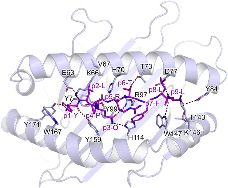 Researchers improve understanding of how T cells respond to SARS-CoV-2