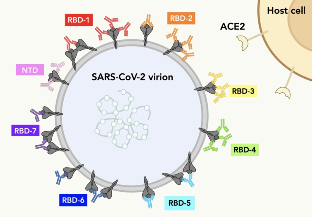 Global collaboration produces detailed map of antibodies binding to SARS-CoV-2