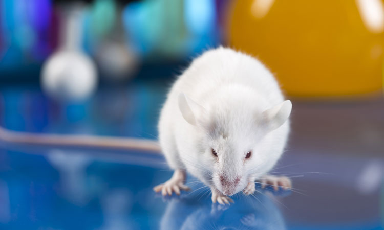 Immunization passed on to offspring, research on mice indicates
