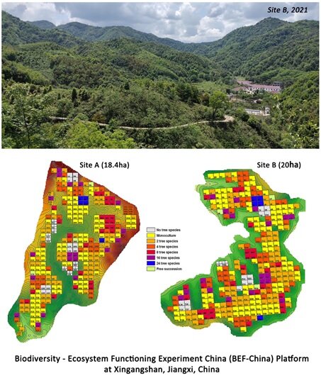 Planting forests with functional diversity improves productivity