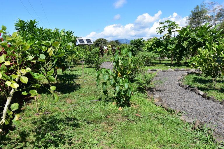 Samoan tree leaves as effective as ibuprofen in reducing inflammation, research indicates