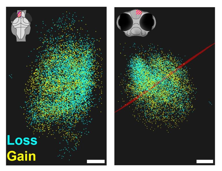 Study of zebrafish shows how memories are stored in the brain