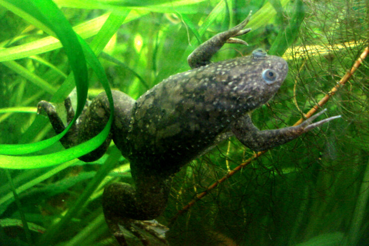 Researchers help frogs regrow lost legs