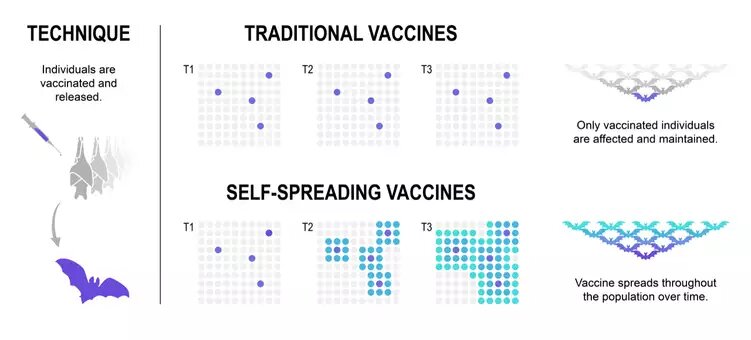 Self-spreading vaccines for animals being developed in the U.S. and Europe