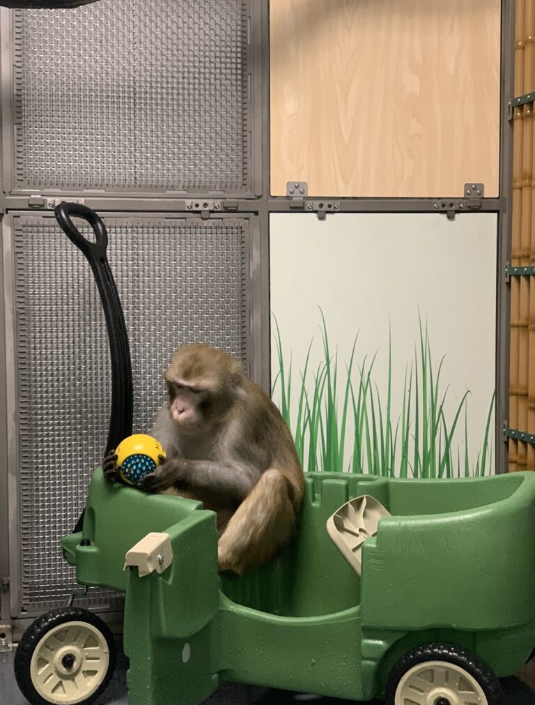 Neuralink denies animal cruelty claims