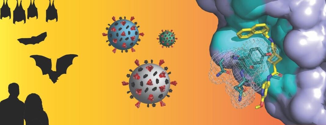Researchers target key enzyme in crossing of coronaviruses from animals to humans