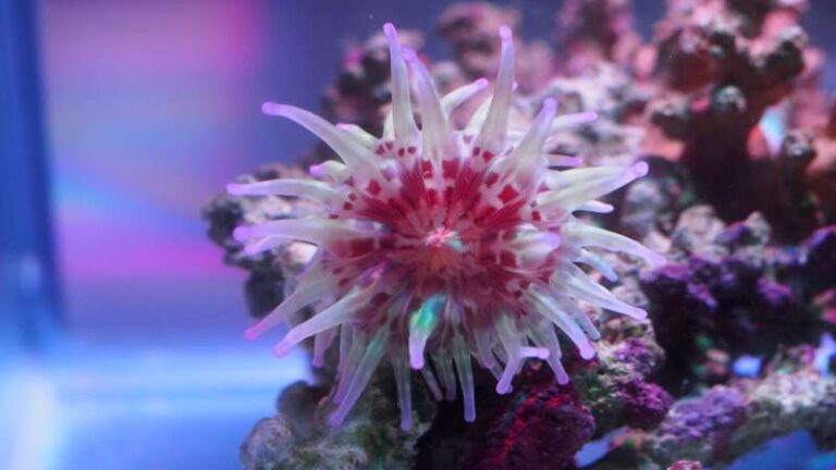 Research on sea anemone venom could lead to therapeutic benefits