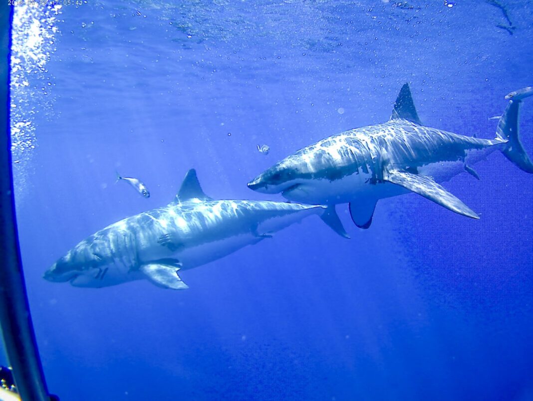 Great whites aren't exactly socialites, but they chill with each other from time to time