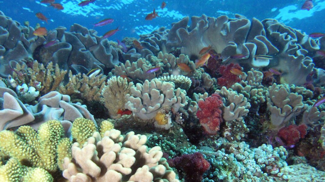 Hawaiian corals show resilience to warming oceans