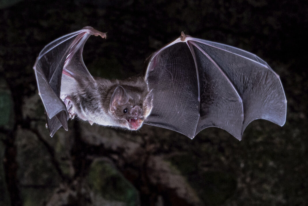 Genetic research reveals how vampire bats survive on blood alone