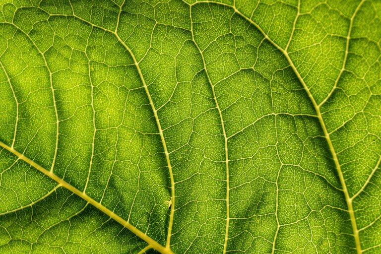 Estimates of carbon cycle are incorrect, researchers suggest