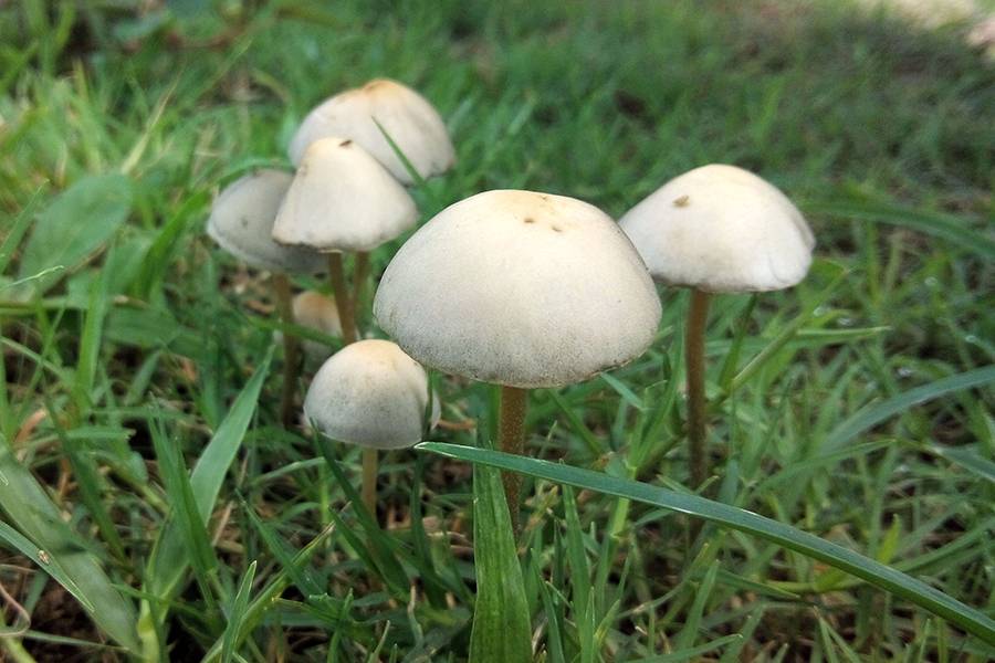 Magic mushroom compound found to increase brain connectivity in people with depression