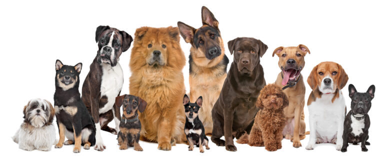 Study indicates that breed of dog is poor predictor of behaviour