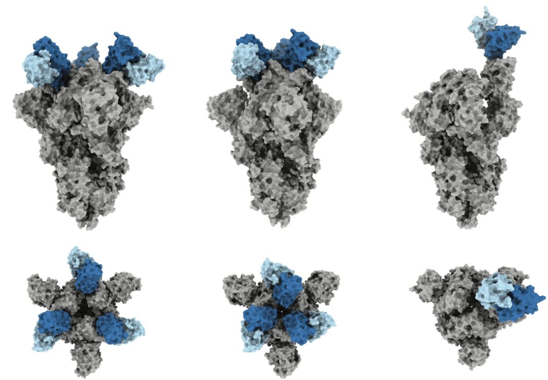 Research highlights potency of COVID-19 antibody J08