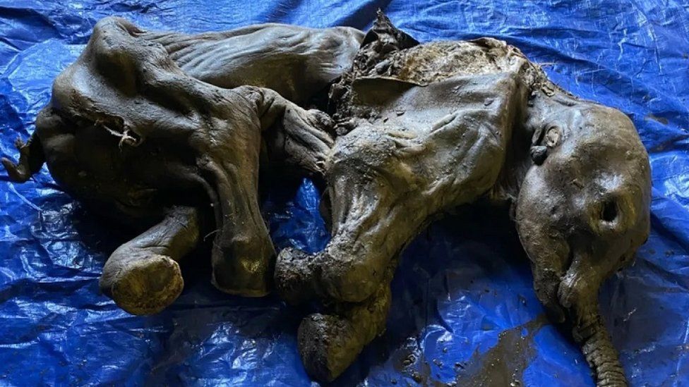 Whole baby mammoth discovered by Yukon gold miners
