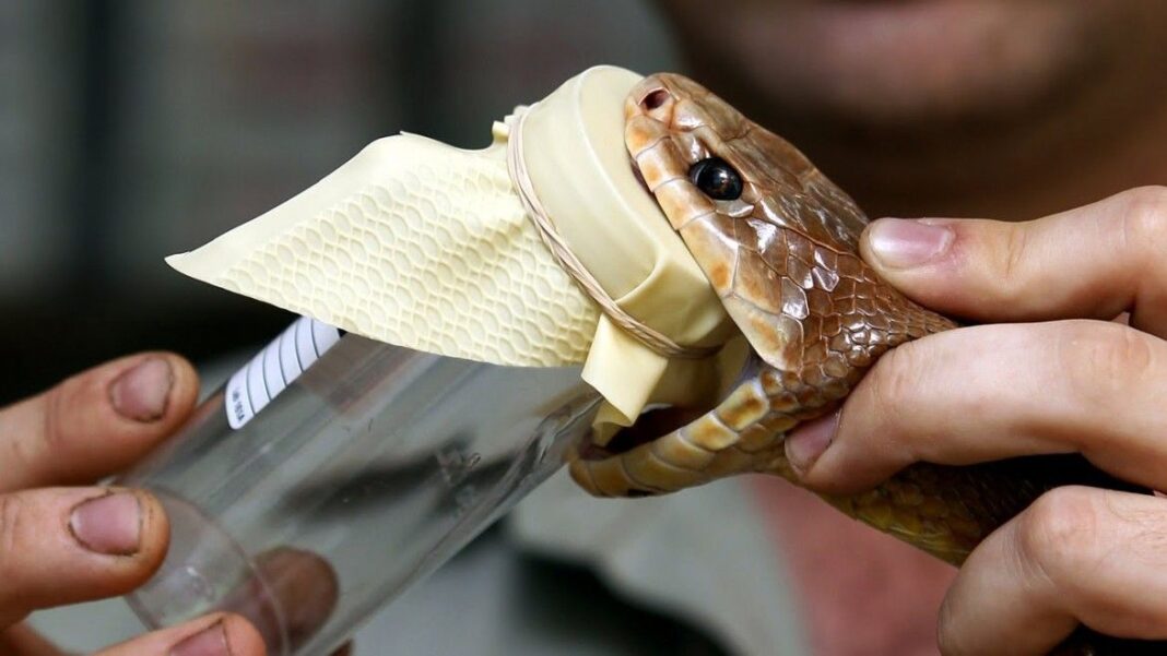 Snake-venom gel found to help stop human bleeding scales toward commercial application