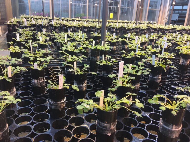 Understanding co-operation and conflict in plant symbionts