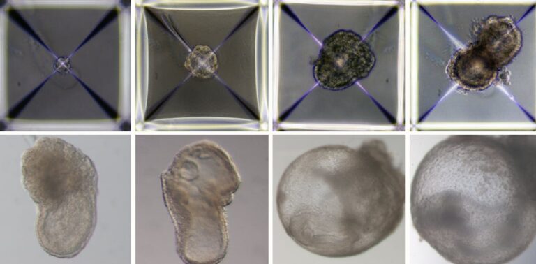 Why research surrounding world’s first ‘synthetic embryo’ is so important