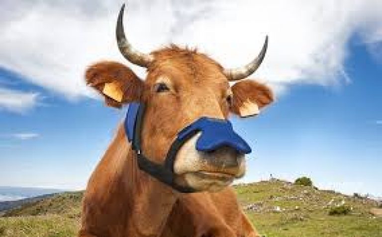 Cow mask designed to reduce methane and slow climate change