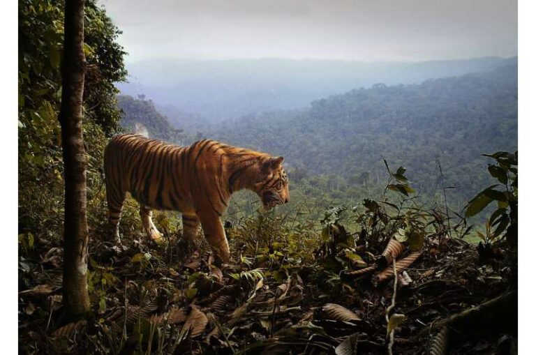 Avoiding extinction – some large Asian animals thriving near humans