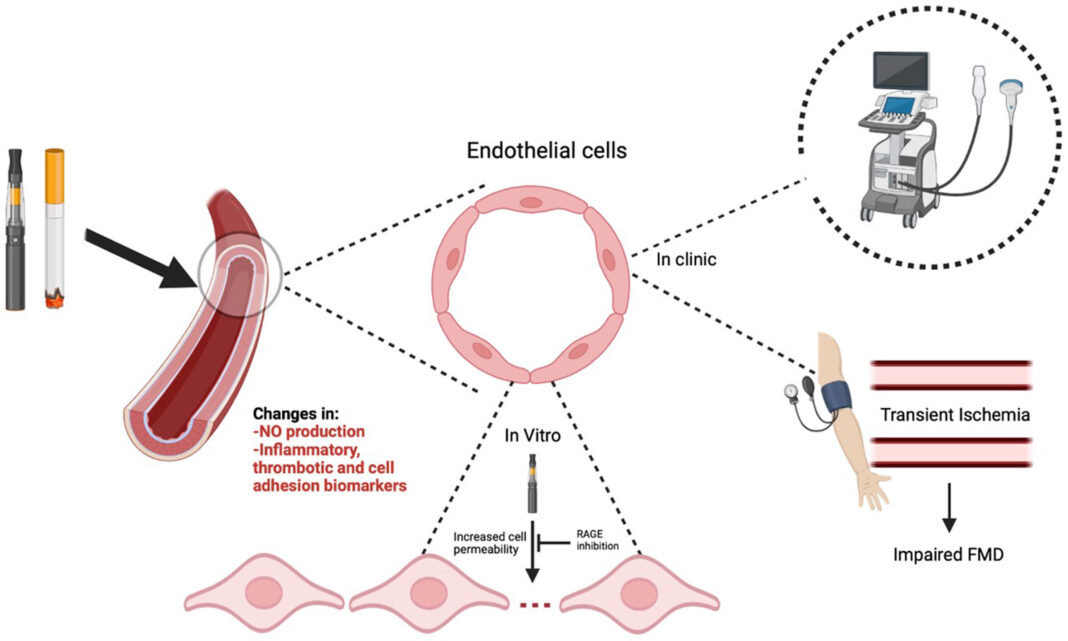 Studies underscore damaging effects of vaping and smoking on blood vessels