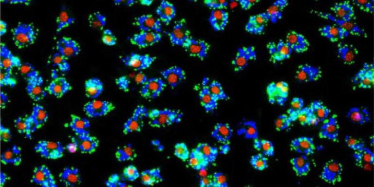 Research indicates potential method of preventing liver cancer