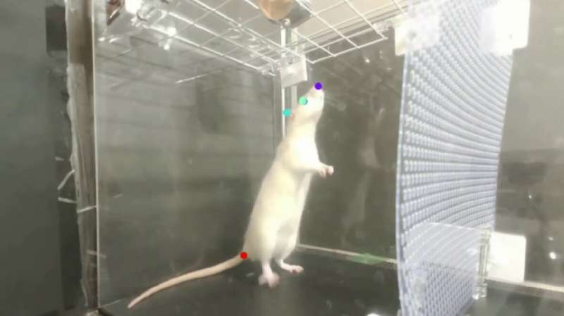 Rats! Humans can no longer claim to be only animals that naturally bop to the beat