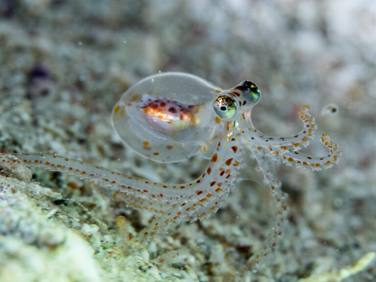 Octopus brains have similarities to human