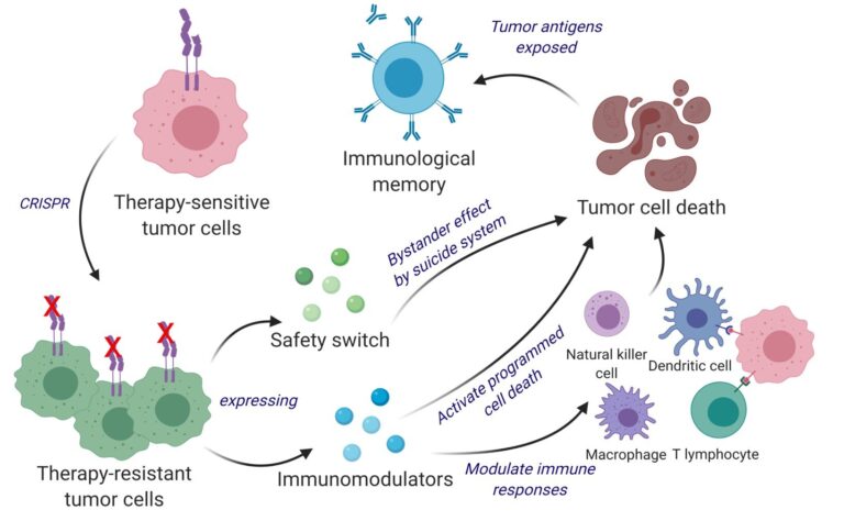 Researchers working on cancer vaccine to kill and prevent brain cancer