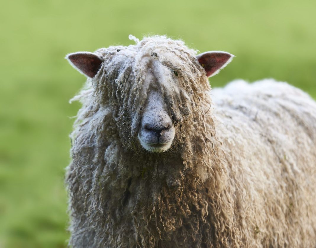 I refuse to be sheepish about my accurate opinions