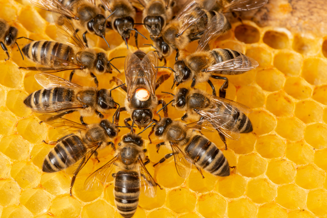 Burrowing beneath brand-new AI buzzwords – the beehive brain