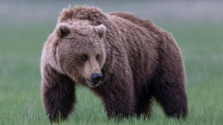 Grizzly bear on loose after attacking school group in Canada, injuring 11