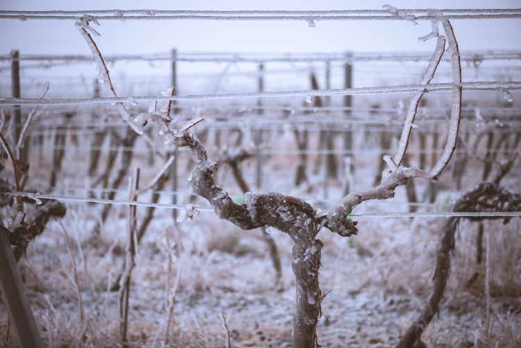 Medieval vineyards and the question that shall not be asked